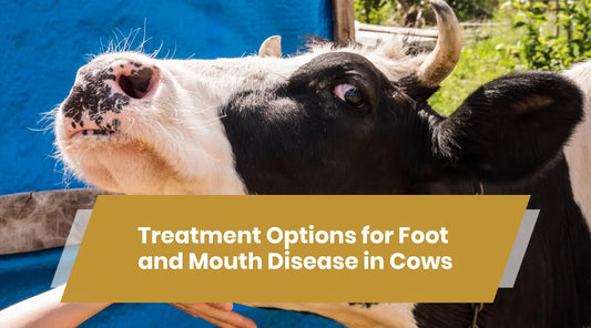 foot and mouth disease