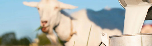 Maximizing Milk Production in Your Goat Herd: Tips for Successful Milking Practices