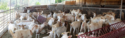Is Goat Farming Right for You? Exploring the Pros and Cons
