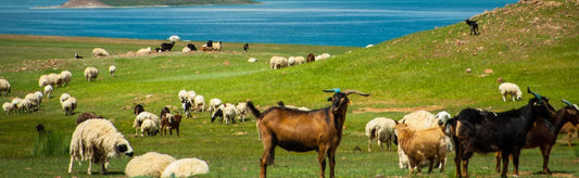 Goats vs. Sheep