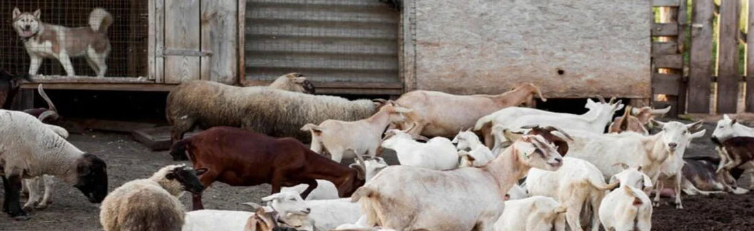 Indian Goat Breeds With Their Peculiar Characteristics