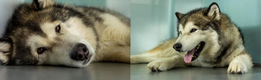 Husky dog problems