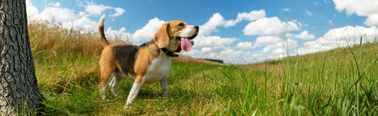 Beagle skin infection - GVP