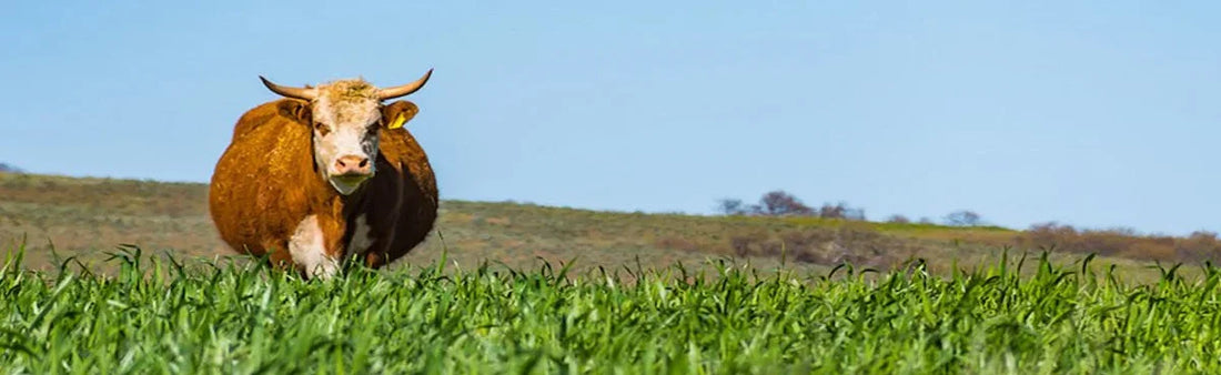 Effective Ways to Increase Cow's Appetite | Goel Vet Pharma