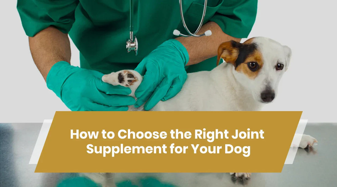 Supplement for Your Dog