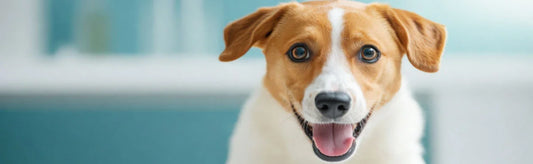 Joint Supplements for Dogs