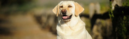 labrador care