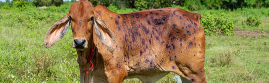 lumpy skin disease in cows