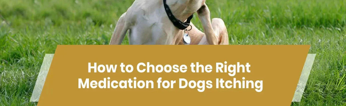 Medication for Dogs Itching