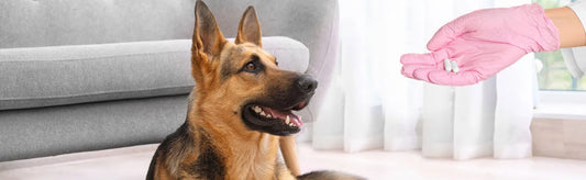 Natural vs. Chemical Dewormers for Dogs: Weighing the Pros and Cons