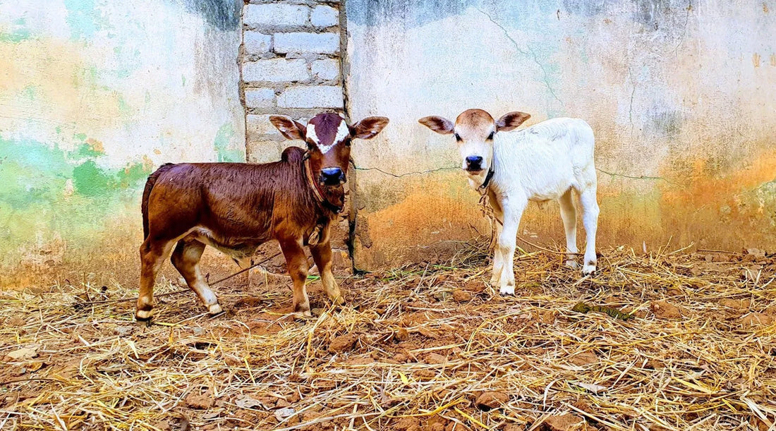 Bringing Punganur Home: A Guide to Owning and Caring for this Unique Breed