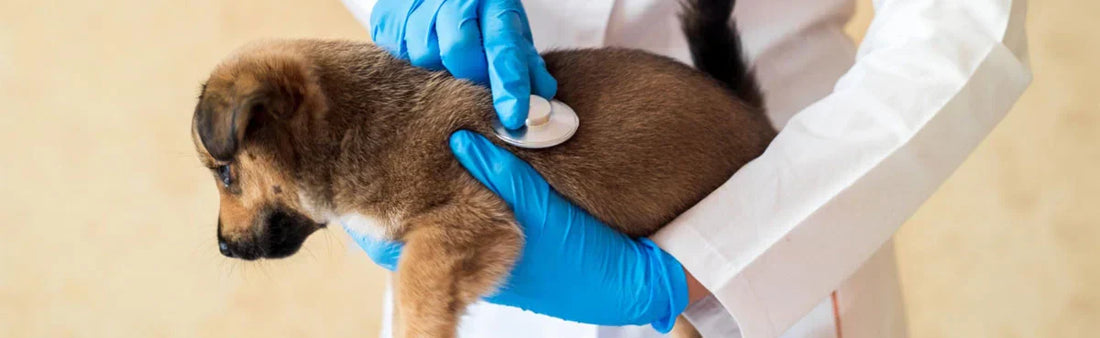 pets diseases