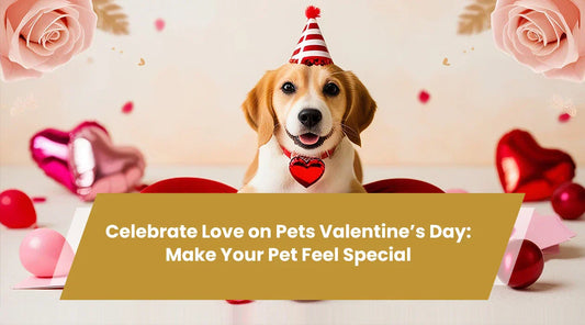 Celebrate Love on Pets Valentine’s Day: Make Your Pet Feel Special