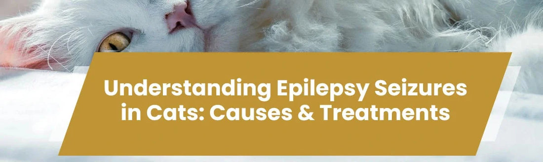 Understanding Epilepsy Seizures in Cats: Causes &amp; Treatments