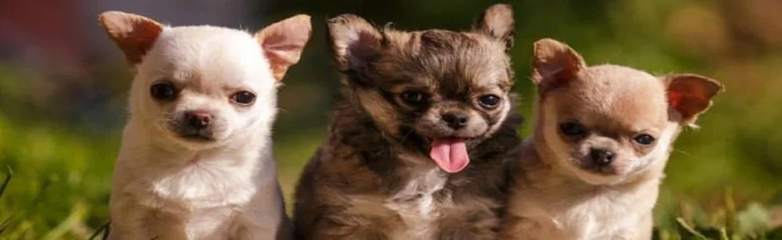 Short Dog Captions for Instagram