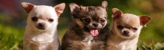 Short Dog Captions for Instagram