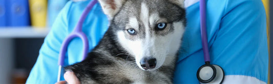  Siberian Husky Diseases
