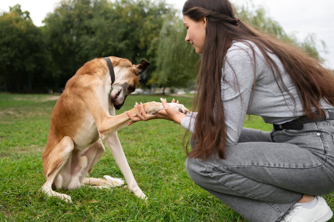 How to Spot Kidney Disease Symptoms in Dogs