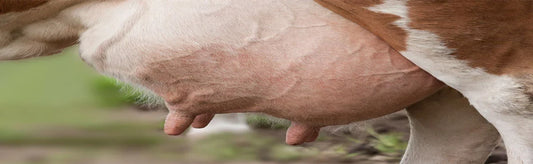 Bovine Mastitis And Homeopathic Veterinary Medicine