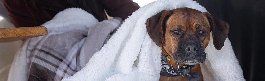 Parvovirus in Dogs