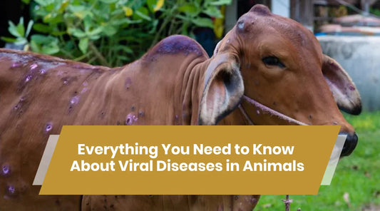 Everything You Need to Know About Viral Diseases in Animals