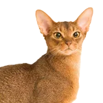 Abyssinian