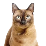 Burmese-cat