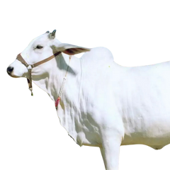 Holstein Friesian Cow