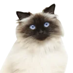 Himalayan-cat