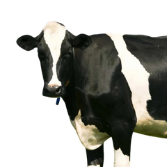 Jersey Cow