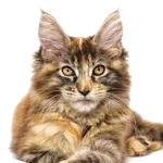 Maine-Coon