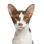 Oriental-Shorthair