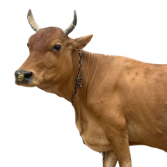 Kankrej Cow