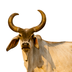 Kapila Cow