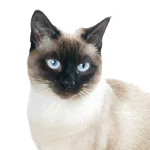 Siamese-cat