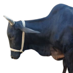Malvi Cow