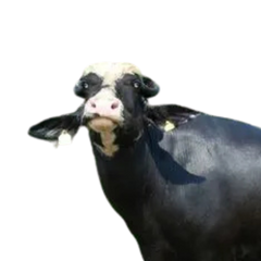 Nili-Ravi Buffalo