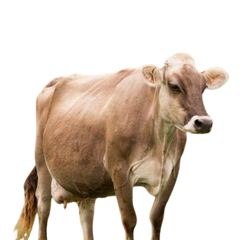 Brown Swiss