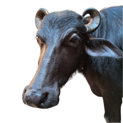 Murrah Buffalo