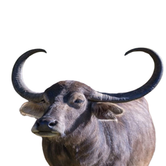 Toda Buffalo