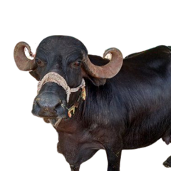 Jaffarabadi Buffalo