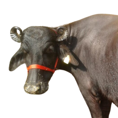 Mehsana Buffalo