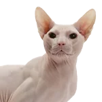 Sphynx-cat