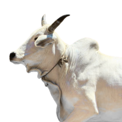 Nagori Cow