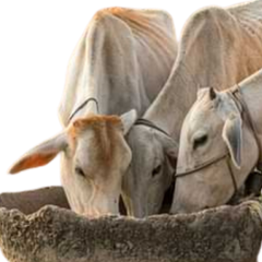 Marwari cow