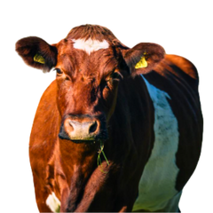Red Dane Cow