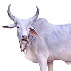 Sanchori Cow