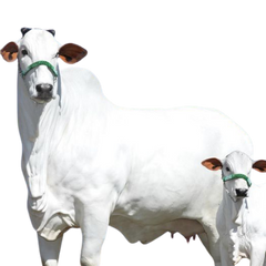 Tharparkar Cow