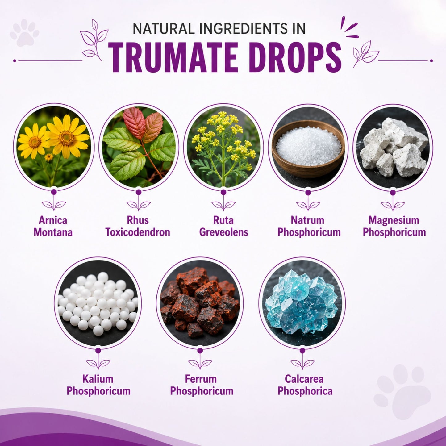 TRUMATE DROPS for PETS 20ML for Injury, Sprain, Trauma, Ear Hematoma