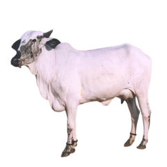 Deoni Cow